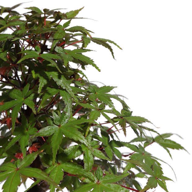 もみじ -Japanese maple- (推定樹齢10年)-M0019- 詳細画像